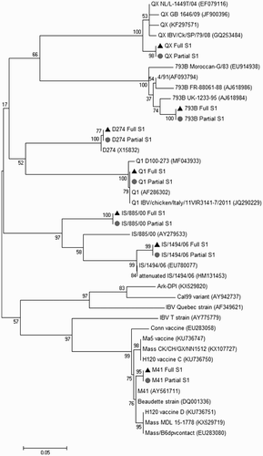 Figure 1. Phylogenetic tree based on both the partial (grey circle) and full (black triangle) S1 nucleotide sequence among the IBV strains used in this study and reference strains. Analysis inferred using maximum likelihood analysis with Tamura 3-parameter and 1000 bootstrap replicates.