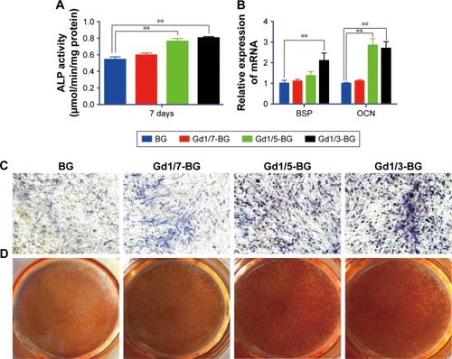 Figure 4 Osteogenic differentiation of hBMSCs in BG and Gd-BG dissolution.Notes: (A) Effects of BG and Gd-BG dissolution on the ALP activity of hBMSCs after culturing for 7 days. (B) Osteogenic gene expression of BSP and OCN was detected after hBMSCs were treated with BG and Gd-BG dissolution for 3 days. (C) ALP staining showed osteogenic differentiation of hBMSCs treated with BG and Gd-BG dissolution for 14 days (40×). (D) Alizarin red staining showing the mineralization of hBMSCs treated with BG and Gd-BG dissolution for 21 days. Data are presented as mean ± SD from a representative of three separate experiments performed in quadruplicate (**P<0.01).Abbreviations: Gd-BG, gadolinium-doped bioglass; hBMSC, human bone marrow-derived mesenchymal stem cell.