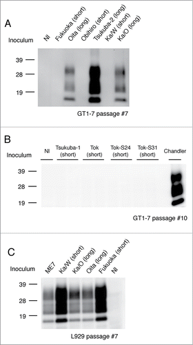 Figure 2. Transmission of short-type and long-type isolates to murine cell lines. Representative protein gel blots of GT1–7 cells exposed to short-type and long-type isolates are shown (A and B). The name of the isolate used for the challenge and respective grouping into short- and long-type are indicated on the top of each lane. Nl indicates the use of an uninfected mouse brain homogenate as the inoculum. Chandler strain was used for the positive control of the GT1–7 infection. Representative western blot of L929 cells exposed to short-type and long-type isolates is shown (C). The name of the isolate used for the challenge and respective grouping into short- and long-type are indicated on the top of each lane. Total protein (500 μg) was loaded into each lane except for the lane of Chandler (80 μg). The presence of PrPSc was analyzed after 7 passages and more to eliminate the influence of PrPSc derived from the brain homogenates. PrPSc was detected with mAb T2. Molecular markers are indicated on the left side of each panel.