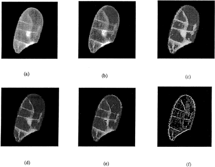 Figure 3. Image representing the classification of stress fissures in medium grain rice images: (a) raw images; (b) image after gamma correction; (c) image after histogram equalization; (d) image after erosion; (e) image after regional enhancement; and (f) image after edge detection.