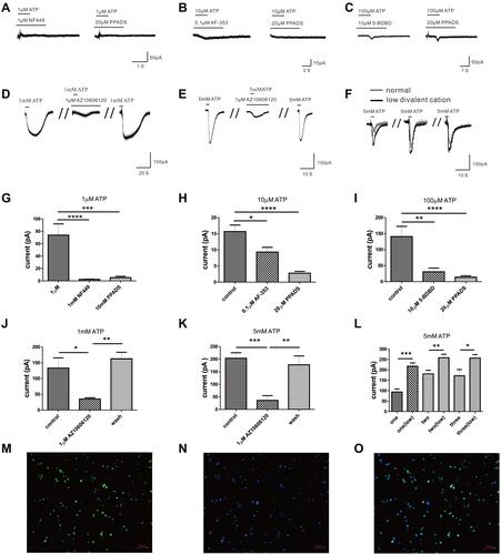 Figure 3 The effects of specific blockers on the currents evoked by extracellular ATP. (A) Cell with 20 µM PPADS or 1 µM NF449 hardly evoke current by 1 µM ATP treatment. (B) Current evoked by 10 µM ATP could be blocked by 20 µM PPADS or 0.1 µM AF-353. (C) The current induced by 100 µM ATP could be inhibited by 20 µM PPADS or 10 µM 5-BDBD. (D) The current induced by 1 mM ATP could be blocked by 1 µM AZ10606120. (E) 1 µM AZ10606120 could reduce the current evoked by 5 mM ATP. (F) 5 mM ATP could evoke greater inward current in the external solution with low divalent cation. (G) The current amplitude induced by 1 µM ATP could be inhibited by PPADS or NF449 (****p < 0.0001, control vs 20 µM PPADS, n=9, ***p < 0.001, control vs 1 µM NF449, n=13, one-way ANOVA analysis followed by Dunnett’s multiple comparisons test). (H) The current amplitude evoked by 10 µM ATP was blocked by PPADS or AF-353 (****p < 0.0001, control vs 20 µM PPADS, n=9, *p < 0.05, control vs 0.1 µM AF-353, n=10, one-way ANOVA analysis followed by Dunnett’s multiple comparisons test). (I) PPADS or 5-BDBD could inhibit the current amplitude evoked by 100 µM ATP (**p < 0.01, control vs 20 µM PPADS, n=13, ****p < 0.0001, control vs 10 µM 5-BDBD, n=10, one-way ANOVA analysis followed by Dunnett’s multiple comparisons test). (J) The current amplitude evoked by 1 mM ATP was blocked by AZ10606120 (*p < 0.05, control vs 1 µM AZ10606120, n=5, paired Student’s t-test). (K) The current amplitude evoked by 5 mM ATP could also be blocked by AZ10606120 (***p < 0.001, control vs 1 µM AZ10606120, n=6, paired Student’s t-test). (L) The current amplitude induced by 5 mM ATP in the external solution with low divalent cation (n=8) was greater than that in the normal external solution (n=13). (M–O) Immunofluorescence staining showed P2X7R (M, green) in mouse peritoneal mast cells, and the nucleus was stained with DAPI (N, blue) (Scale bar is 50 µm).