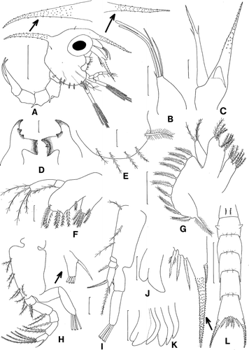 Figure 1.  Scyra acutifrons, first zoeal stage. A, lateral view; B, antennule; C, antenna; D, mandibles; E, lateral expansion of carapace; F, maxillule; G, maxilla; H, first maxilliped; I, second maxilliped; J, third maxilliped; K, chela and pereopods; L, dorsal view of abdomen and telson. Scale bars=0.5 mm (A, L), 0.1 mm (B, C, E, G–I, K) and 0.05 mm (D, F, J).