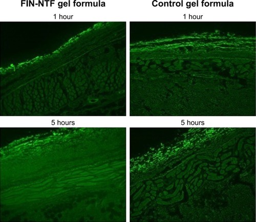 Figure 4 Fluorescence microscope images for rat skin layers following transdermal delivery of rhodamine florescence labeled NTF gel formula (F2) and raw (control) gel formula after 1 and 5 hours (magnification 400×).