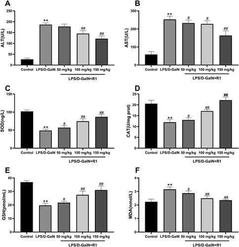 Figure 3. The effect of R1 protein components on ALT (A) and AST (B) in mouse serum. The effect of R1 protein components on the contents of SOD (C), CAT (D), GSH (E) and MDA (F) in the supernatant of mouse liver tissue homogenate. All data were expressed as mean ± SD (n = 8). **p< 0.01 compared with control group; #p< 0.05 and ##p< 0.01 compared with LPS/d-GalN group.