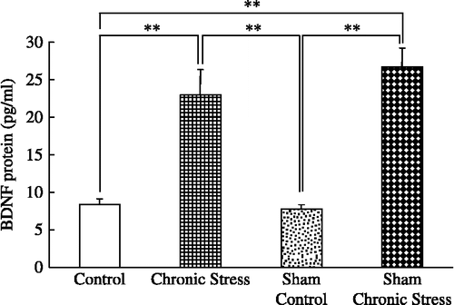Figure 3  Submandibular gland extract BDNF content and chronic stress. Data are BDNF concentrations in tissue extracts. Control: no stress; Chronic stress: after daily 12 h restraint stress for 22 days; Sham: sham sialoadenectomy. Values are mean ± SEM; n = 12 rats in each group. **p < 0.01, ANOVA/Tukey's.