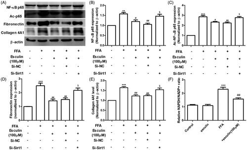 Figure 7. Sirt1 silencing affects the activity of esculin on FFA-induced inflammation and fibrosis. (A) Western blot analysis of NF-κB p65, ac-NF-κB p65, fibronectin, collagen 4A1, and β-actin. (B) Densitometric analyses of NF-κB p65. (C) Densitometric analyses of ac-NF-κB p65. (D) Densitometric analyses of fibronectin. (E) Densitometric analyses of collagen 4A1. (F) Relative NADPH/NADP+ ratio. Data are expressed as mean ± SEM, n = 3. **p < 0.01, ***p < 0.001 vs. control group. #p < 0.05, ##p < 0.01 vs. FFA group. $p < 0.05 vs. FFA + esculin + Si-NC group. FFA: free fatty acid, NC: negative control.