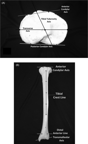 Figure 3. The proximal (A), anterior and distal (B) frames of reference on the tibial plateau.