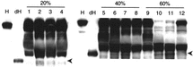Figure 1 Activation of kallikrein-kinin cascade by HbVs. HbVs or saline were mixed with plasma as indicated ratio (v/v) at 37°C for 24 h. Appearance of digested S-HMWK was detected using western blot analysis as a result of kallikrein activation. Arrows indicate digested S-HMWK. A typical result of three independent assays is shown. H, S-HMWK; dH, digested S-HMWK; lanes 1, 5 and 9, saline; lanes 2, 6 and 10, DPPG-HbV; Lanes 3, 7 and 11, PEG-DPPG-HbV; lanes 4, 8 and 12, PEG-DPEA-HbV.