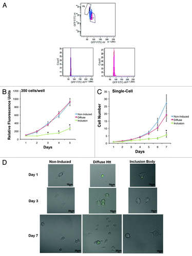 Figure 1. Inclusion body-containing cells have a longer cell cycle than diffuse cells. (A) Htt–GFP expression was induced in 14A2.5 cells with 10 µM of ponasterone-A for 4 d prior to cell suspension and sorting. Cells with inclusion bodies (population P6) can be sorted based on the GFP signal having a smaller height and width than cells containing diffuse GFP throughout the cell (population P7). (B) Live non-induced, diffuse, and inclusion body cells were sorted prior to plating at 350 cells/well in maintenance medium in a 96-well plate. The PrestoBlue viability assay was used to assess proliferation for 5 d after plating. PrestoBlue is a resazurin-based compound that is converted into a fluorescent product upon reduction by a viable cell, increasing proportionally with cell number. The graph represents the average of 3 independent experiments and error bars indicate the standard error of the mean. Asterisks indicate a significant difference (P < 0.05) in proliferation between inclusion body cells and non-induced and diffuse cells by Bonferroni post-test. (C) Non-induced, diffuse, and inclusion body cells were sorted into single cells per well of a 96-well plate. Cells were counted every day for 7 d after plating. The graph represents the average of 3 independent experiments, and error bars indicate the standard error of the mean. Asterisk indicates a significant difference (P < 0.05) in proliferation between inclusion body cells and non-induced and diffuse cells by Bonferroni post-test. (D) Examples of single-cell proliferation for non-induced (upper), diffuse (middle), and inclusion body cells (lower) (GFP is labeled in green).