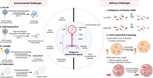 Figure 1. Challenges of using phages as antimicrobial agents in the food and agricultural systems.