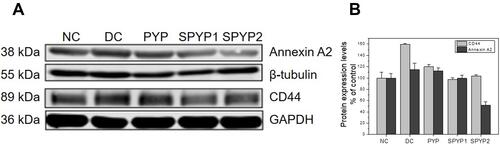 Figure 6 Expression of adhesion proteins of damaged cells before and after repair by PYPs with different –OSO3– content. (A) Western blotting; (B) Quantitative histogram of protein expression. Polysaccharide concentration: 100 μg/mL; oxalate concentration: 2.6 mmol/L: injury time: 3.5 h; repair time: 12 h.