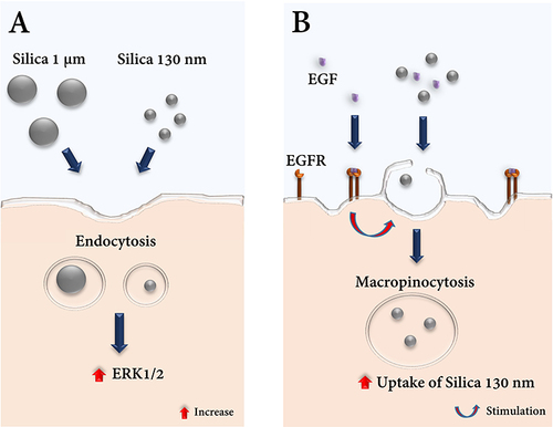 Figure 8 Scheme with proposed molecular mechanisms affected by cellular uptake of silica (SiO2) particles in the presence or absence of epidermal growth factor (EGF). (A) Internalization of both SiO2 particles via endocytosis increases endogenous levels of ERK1/2. (B) The addition of EGF increases the uptake of 130 nm SiO2 but not 1 µm SiO2 particles via macropinocytosis.