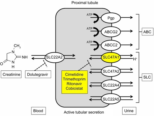 Figure 1 Pathway of renal creatinine transport via efflux transporters SLC22A2 and SLC47A1 over the proximal tubular cell membranes from blood to urine.