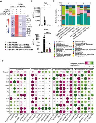 Figure 3. Caspase-8 and NLRP3 inhibitors have a differential effect on host–microbe interactions in AIEC-colonized IL10−/− mice treated with piroxicam. (a) Heat map of colonic gene inflammatory expression. AIEC-piroxicam/DMSO treated group was used as control for statistical analysis. (b) Protein level of colonic cytokines and chemokines n = 5–7/group. Data are presented as mean ± SEM. (c) Fecal samples were collected for 16S rRNA analysis at days 0 (upon piroxicam feeding) and 14 (end of trial). Data is presented as fecal bacteria relative-abundance at genus-level. (d) Spearman correlation between host inflammatory gene expression and specific microbial genera at day 14. n = 4–9/group. For (a) and (b), significance was determined using one-way ANOVA with Bonferroni or Kruskal–Wallis test with Dunn’s multiple comparison test, respectively. * p < .05; ** p < .01; ***p < .001.