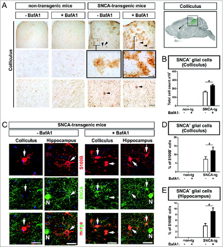 Figure 9. BafA1 treatment increases the accumulation of SNCA in glial cells in the microenvironment of SNCA-expressing neurons in transgenic mice. Immunohistochemical analysis of glial cells (S100B+) in the microenvironment of SNCA+ neurons within the colliculus and the hippocampus of SNCA-tg mice. (A) SNCA immunoreactivity in glial cells in the colliculus of SNCA-tg mice compared to non-tg mice -/+BafA1 treatment. Insets in the 1st row indicate the region within the superior colliculus which is magnified in the 2nd row. Black arrowheads indicate the presence of SNCA+ neurons based on their morphological appearance in close proximity. Scale bar 1st row 50 μm, 2nd and 3rd row 20 μm. (B) Quantification of glial cells based on their morphology displaying SNCA immunoreactivity in the colliculus of SNCA-tg mice -/+BafA1 treatment. (C) Confocal images of S100B+ astroglia (red) double-labeling for SNCA (green) in close proximity to SNCA+ neurons (N; defined by morphology) in the hippocampus and colliculus of SNCA-tg mice either treated with BafA1 or vehicle. (D) and (E) Quantification of S100B+ and SNCA+ cells after BafA1 treatment in SNCA-tg mice compared to vehicle-treated animals. All values are mean + s.e.m; differences are significant at (#) P < 0.05.