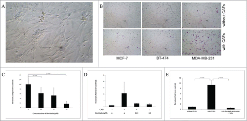 Figure 1. Dovitinib inhibited the breast cancer invasion and antagonize the invasion promoting-effect of CAFs. (A) One example of isolated CAFs from patient samples (B) Enhanced invasion ability of breast cancer cells MCF-7, BT-474 and MDA-MB-231 through co-culture with CAFs. Human breast cancer CAFs were seeded in 24-well-plate and cultured in serum-free medium for 3 d Breast cancer cells suspended in serum-free media were added into the inserts either with CAFs or with only serum-free medium in the bottom chamber. Invasion assay was performed as described in the Materials and Methods. Non-invaded cells were removed from the top surface of the insert by scrubbing with cotton tip swabs. 18 h later, the membranes of the inserts with invaded cells were fixed, stained, mounted on slides, and counted under light microscope. (C) Dose-dependently inhibited invasion ability of MDA-MB-231 cells after treatment with Dovitinib. Breast cancer cells MDA-MB-231 were pre-treated with Dovitinib (0.01, 0.1, 0.5 μM) for 2 days, suspended in cell culture medium, and added into the inserts with cell culture medium in the bottom chamber. Invasion assay was performed as described in the Materials and Methods. (D) Pre-treatment of MDA-MB-231 cells with Dovitinib led to inhibited invasion in the co-culture system. CAFs were seeded in 24-well-plate and cultured in serum-fee medium for 3 d Breast cancer cells MDA-MB-231 were pre-treated with Dovitinib (0.01, 0.1 μM) for 2 days, suspended in serum-free medium, and added into the inserts either with CAFs or with only serum-free medium in the bottom chamber. Invasion assay was performed as described in the Materials and Methods. (E) Pre-treatment of CAFs with Dovitinib led to inhibited invasion in the co-culture system. CAFs were seeded in 24-well-plate and pre-treated with Dovitinib (0.01 μM) for 1 day. MDA-MB-231 cells were suspended in serum-free medium, and added into the inserts either with CAFs or with only serum-free medium in the bottom chamber. Invasion assay was performed as described in the Materials and Methods.