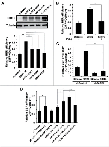 Figure 4. The regulation of BER by SIRT6 is mediated by PARP1. (A) The promotion of the BER pathway by SIRT6 is dependent on both its deacetylase and mono-ADP-ribosyltransferase activities. A control vector or vectors expressing SIRT6 wt or SIRT6 mutants were transfected into HCA2-hTERT cells. Cells were harvested at 24 hours post transfection for Western blot analysis of overexpression. The overexpression effect of SIRT6 wt or mutants on BER was analyzed in the same way as described above, in Figure 3. (B) PJ34 pretreatment abolishes the stimulatory effect of SIRT6 on BER. HCA2-hTERT cells were pretreated with 20 μM PJ34 for 24 hours before transfection with damaged pEGFP-N1 and pDsRed2-N1. After transfection, cells were grown in complete medium supplemented with 20 μM PJ34 for 72 hours before analysis of BER efficiency. (C) SIRT6 fails to stimulate BER in PARP1 depleted HCA2-hTERT cells. A control vector or a SIRT6 expression vector was co-transfected with damaged pEGFP-N1 and pDsRed2-N1 into control HCA2-hTERT or PARP1 depleted HCA2-hTERT. FACS analysis was performed 72 hours later. (D) The K521 site in PARP1 is essential for activation of BER by SIRT6. A control plasmid, PARP1 wt or PARP1 mutant plasmid together with a SIRT6 expression vector were cotransfected into PARP1 depleted HCA2-hTERT cells for analysis of BER efficiency. PARP1 DEEKK represents PARP1 with D387, E488, E491, K498, and K524 mutated to Alanine. All experiments were repeated at least three times. Error bars represent S.D.. ** P < 0.01; * P < 0.05