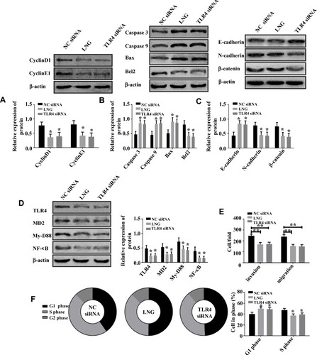 Figure 5 LNG hinders cell proliferation and accelerates apoptosis by down-regulating TLR4. (A) Both LNG and down-regulating TLR4 suppress CyclinD1 and CyclinE1. (B) Both LNG and down-regulating TLR4 up-regulate Caspase 3, Caspase 9, Bax, and down-regulate Bcl 2. (C) Both LNG and down-regulating TLR4 up-regulate E-cadherin and suppress N-cadherin and β-catenin. (D) Both LNG and down-regulating TLR4 suppress TLR4, MD2, MyD88, NF-κB. (E) Both LNG and down-regulating TLR4 hinder cell migration and invasion. (F) Both LNG and down-regulating TLR4 reduce S-phase cells and increase G1-phase cells. *P<0.05 and **P<0.01 vs NC siRNA group.