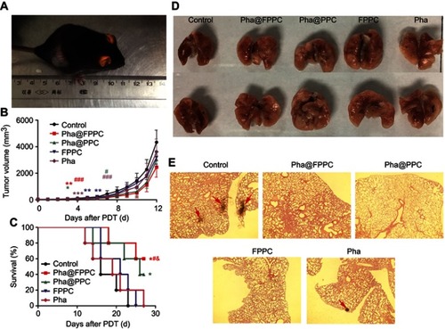 Figure 5 PDT antitumor efficacy of Pha@FPPC on mice bearing B16-F10 melanoma in vivo.Notes: (A) Mice bearing B16-F10 melanoma irradiated by the diode laser at 660 nm with a light dosage of 90 J/cm2 at 45 mins after intravenous administration with a drug dosage of 2 mg/kg; (B) tumor growth curve (*Represented the differences of control group vs every other group, and # represented the differences of Pha@FPPC vs every other group, *P, #P<0.05, **P, ##P<0.01 and ***P, P<0.001); (C) survival curves of C57BL/6J (control vs Pha@FPPC, *P=0.0127; control vs Pha@PPC, *P=0.0499; Pha@FPPC vs Pha, #P=0.0471; Pha@FPPC vs FPPC, &P=0.0364), the data were shown as the mean ± standard deviation, n=5; (D) the posteroanterior photographs of lung tissues with metastatic nodules of the first dead mice bearing B16-F10 melanoma in each group after PDT. (E) Microscopic images obtained by H&E staining of the lung sections from the first dead mice bearing B16-F10 melanoma in each group after PDT (×40).Abbreviations: PDT, photodynamic therapy; Pha, pheophorbide-a; Pha@FPPC, folate polyethylene glycol-b-poly(asparaginyl-chidamide) micelles encapsulating pyropheophorbide-a; Pha@PPC, polyethylene glycol-b-poly(asparaginyl-chidamide) micelles encapsulating pyropheophorbide-a; FPPC, folate polyethylene glycol-b-poly(asparaginyl-chidamide).