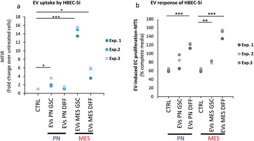 Figure 10. Differential uptake and endothelial stimulating activity of EVs as a function of donor GSCs subtype and differentiation status. Endothelial cell (HBEC-5i) uptake of, and proliferative response to EVs, as measured by FACS and MTS, respectively. (a) PKH26-labelled EVs were incubated with HBEC-5i recipients and the fluorescence transfer was quantified by flow cytometry. HBEC-5i preferentially uptake EVs from MES GSC. (b) The 100K fractions of indicated EV isolates were used to stimulate HBEC-5i cell proliferation (MTS). The cellular responses are particularly notable in the case of EVs from DIFF glioma cells, especially of the MES subtype.