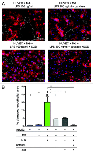 Figure 5. LPS-induced damage is mediated by ROS. (A) Co-culture of HUVECs and macrophages (MΦ) were incubated with 100 ng/mL LPS in the presence or absence of catalase and/or SOD. Red: HUVECs, blue: cell nuclei. Dotted lines indicate areas without endothelial cells. (B) Quantification of damaged endothelial area (%). *p < 0.05; **p < 0.01.