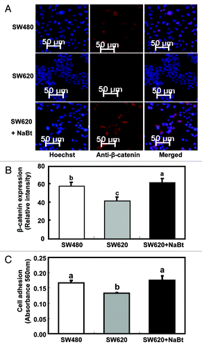 Figure 4. Influence of NaBt treatment on the WNT signaling pathway and cell adhesion ability of SW620. (A) Expression of β-catenin protein in SW480, SW620 and SW620 treated with NaBt (5 mmol/L) for 48 h using immunofluorescence. β-catenin protein was analyzed by immunofluorescent staining using an antibody against β-catenin and an Alexa Fluor 647-labeled secondary antibody (red). The coverslips were also counterstained with Hoechst 33342 fluorescent stain to detect the nucleus (blue). The two pictures were overlaid to show β-catenin staining on top of the nuclear staining (merged). (B) Quantification of immunofluorescent staining of β-catenin protein (stained in red) in SW480, SW620 and SW620 treated with NaBt. Over 20 cells per slide were randomly chosen for quantification. Data was shown as relative intensity per pixel based on AxioVision4.7 software. The values are presented as the mean ± SEM. Values with different letters are statistically different (p < 0.05). (C) Cell adhesion ability of SW480, SW620 and SW620 treated with NaBt (5 mmol/L) for 48 h (n = 3). Cells grown on fibronectin-coated plates were fixed and stained with crystal violet. The numbers of adherent cells were estimated by absorbance reading at 562 nm. The values are presented as the mean ± SEM. Values with different letters are statistically different (p < 0.05).