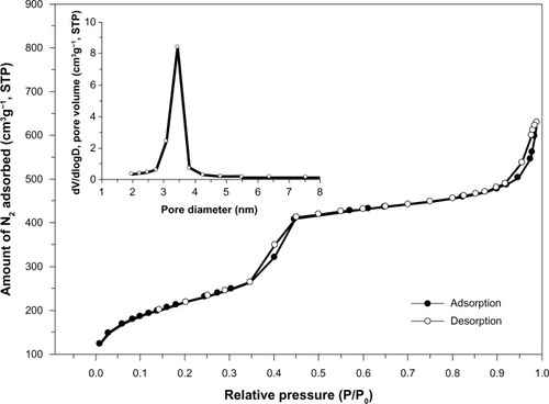 Figure 2 The N2 adsorption–desorption isotherm and BJH pore diameter distribution of the MSNs.Abbreviations: BJH, Barrett–Joyner–Halenda; MSNs, mesoporous silica nanoparticles.