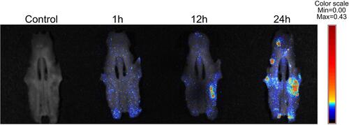 Figure 2 Biodistribution of DiR-labeled sEV-AT to maxilla. Ex vivo images of maxillae from rats after intravenous injection of DiR-labeled sEV-AT.