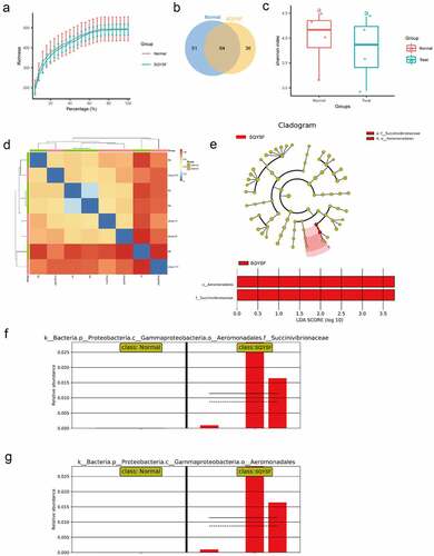 Figure 5. 16s sequencing analysis of SQYSF’s regulatory effect on mouse intestinal flora. (a) Sequencing data abundance of normal group and SQYSF group. (b) Venn diagram shows the difference in flora between the two groups. (c) α-diversity of gut microbiota (Shannon index) and (d) β-diversity of gut microbiota using Bray-Curtis distance. (e) LEfSe analysis estimates the influence of the abundance of different strains on the difference effect. (f) relative Succinivibrionaceae abundance in two groups. (g) relative abundance of Aeromonadales in the two groups.