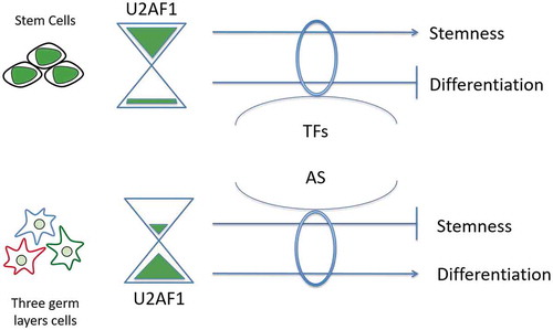 Figure 6. Model of a level-dependent action of the core spliceosomal factor U2AF1 during cell fate regulation. Modulation of U2AF1 expression levels trigger gene expression changes via both transcriptional regulation and AS changes.