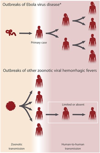 Figure 3. Transmission of Ebola virus (EBOV) in Ebola virus disease (EVD) outbreaks compared to virus transmission in other zoonotic viral hemorrhagic fevers. EVD outbreaks usually result from exclusively human-to-human transmission following a single zoonotic spillover to a primary EVD case. Outbreaks of other zoonotic viral hemorrhagic fevers are often characterized by sustained spillover from a reservoir/intermediate host and limited human-to-human transmission. *Other filovirus diseases (e.g. Marburg virus disease) follow a similar pattern to EVD.
