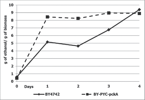 Figure 1. Ethanol production by strain overexpressing PYC2 and pckA genes during glucose fermentation. Diamonds represent wild-type strain (BY4742); squares represent strain overexpressing PYC2 and pckA genes. The data represent means of typical single cultivation. Alcoholic fermentation was performed in 10% glucose containing medium at 30°C under semi-anaerobic condition (120 revolutions/min) during 4 d as described elsewhere.Citation8