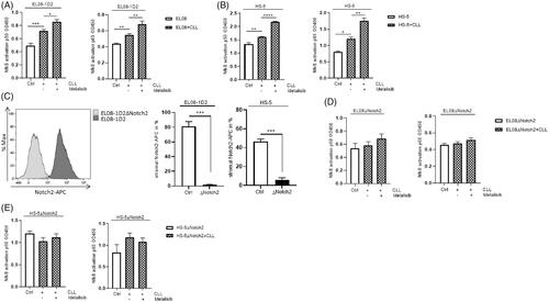 Figure 4. The Idelalisib-induced NF-κB activation in stromal cells in response to CLL contact is Notch2 dependent. (A) CLL cells were pretreated with the caspase inhibitor Z.vad.fmk (100 nM, 30 min) and cultured on EL08-1D2 and (B) HS-5 stromal cells for 5 d with and without Idelalisib treatment (5 µM, 24 h). After separation with CD19 beads the nuclear fractions of the stromal cells were isolated. The activation of the NF-κB transcription factor p50 and p65 in stromal was quantified using a colorimetric ELISA (OD450 nm). Stromal cells without CLL contact were designate as control (Ctrl; white column) (n = 6). (C) Notch2 was deleted in EL08-1D2 (EL08ΔNotch2) and HS-5 (HS-5ΔNotch2) cells using CRISPR/Cas9 technology. Exemplary histogram of Notch2 in EL08-1D2 cells (Ctrl) and EL08-1D2ΔNotch2 is shown (left panel). Flow cytometry of stromal Notch2 expression on the cell surface of EL08-1D2 and HS-5 cells ± CRISPR/Cas9 deletion of Notch2 was detected (n = 3). (D) NF-κB transcription factor p50 and p65 expression in EL08ΔNotch2 and (E) HS-5ΔNotch2 stromal cells was quantified using a colorimetric ELISA. Notch2-deleted stromal cells without CLL contact were designate as control (Ctrl; white column) (n = 6). Bars indicate the standard error of the mean. *p < 0.05; **p < 0.01; ***p < 0.001; ****p < 0.0001. Abbreviations: CLL: chronic lymphocytic leukemia cells; Ctrl: control CLL cells with stromal contact without treatment; EL08ΔNotch2: Notch2 deleted EL08-1D2 cells via CRISPR/Cas9; APC: Allophycocyanin; p: p-value.