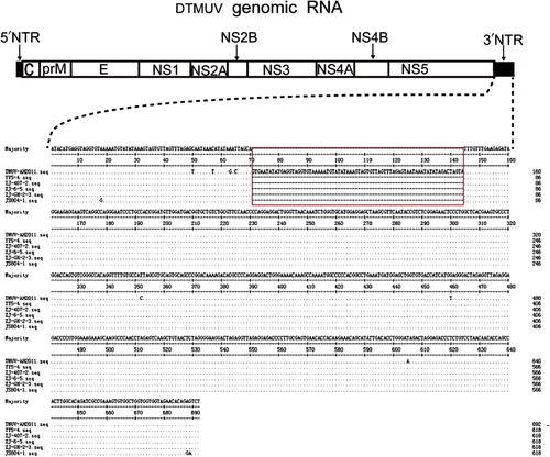 Figure 6. Organization of the genomic of the DTMUV (above), and (below) an expanded view of the multiple sequence alignment of the 3′ NTR of six available fully sequenced DTMUV strains including DTMUV-AH2011 sequenced in this study. For sequence alignment, dots indicate the conserved nucleotide sequences in DTMUV strains, and hyphens indicate the missing nucleotide sequences. The 74 nucleotide insertion of our isolated strain in this region is indicated by a box.