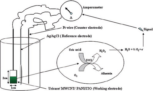 Scheme 1. Schematic diagram of the uric acid biosensor.