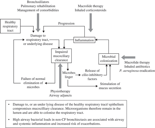 Figure 1. The vicious cycle of inflammation and infection and potential therapeutic interventions [Citation9]. Reproduced with permission of the European Respiratory Society ©. Eur J Respir Dis Suppl. 1986; 147: 6–15.