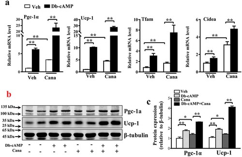Figure 6. Cana enlarges the effects of Db-cAMP on differentiated primary adipocyte. Differentiated primary adipocyte preincubated with Cana 10 μM or vehicle for 48 h, then stimulated with Db-cAMP 10 μM for 4 h. (a) mRNA levels of Pgc-1α, Ucp-1, Tfam and Cidea. (b-c) Protein levels of Pgc-1α and Ucp-1. The relative average protein level was determined by densitometry and normalized with β-tubulin. All group data subjected to statistical analysis were repeated in at least three independent experiments, each in duplicate or triplicate. Data are presented as mean ± SEM and *p < 0.05, **p < 0.01 compared to control group