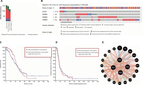 Figure 4 Alteration frequency of EGFR familymembers and neighbor genes network in OC (cBioPortal and GeneMANIA).Notes: (A) Summary of alteration in EGFR family members. (B) OncoPrint visual summary of alteration on a query of EGFR family members. (C) Kaplan–Meier plots comparing OS in cases with/without EGFR family members gene alterations. (D) Kaplan–Meier plots comparing disease-free survival (DFS) in cases with/without EGFR family member alterations. (E) Gene–gene interaction network among EGFR family members.Abbreviations: EGFR, epidermal growth factor receptor; ERBB2, receptor tyrosine-protein kinase erbB-2; ERBB3, receptor tyrosine-protein kinase erbB-3; ERBB4, receptor tyrosine-protein kinase erbB-4; OS, overall survival.