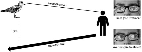 Figure 1. Method of tangent approach and treatments. Thick arrow line represents fieldworker approach direction, thin arrow line represents the fieldworkers head direction, dashed line represents the passing distance between the fieldworker and the gull. Direct-gaze paper eyes (upper left). Averted gaze paper eyes (lower left).
