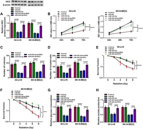 Figure 5 Overexpression of miR-545-3p suppressed tumorigenesis and increased radiosensitivity in NB cells by downregulating HK2. GI-LI-N and SK-N-BE(2) cells were divided into 5 groups: Control, miR-NC, miR-545-3p, miR-545-3p + pcDNA, and miR-545-3p + HK2. (A) The protein abundance of HK2 was detected by Western blot assay. (B) Cell viability was evaluated by MTT assay. (C) The number of colonies was determined using colony formation assay (incubation for 14 days). (D) Transwell assay was performed to assess cell invasion ability (incubation for 24 h). (E and F) Cell survival fraction was measured by colony formation assay under radiation condition (incubation for 14 days). (G and H) Glucose consumption and lactate production were measured using glucose assay kit and lactate assay kit, respectively. *P<0.05, ***P<0.001, ****P<0.0001.