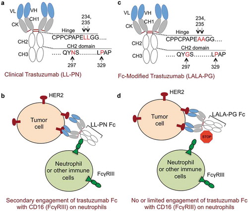 Figure 1. Improving the safety of trastuzumab and docetaxel combinations by limiting Fc-effector functions. (a) Schematic of clinical trastuzumab fragment crystallizable (Fc) region. Hinge domain of trastuzumab Fc has lysine (L) residues at positions 234, 235 and CH2 domain of Fc contains glycosylation site (asparagine: N) at 297 and proline (P) at 329 positions, respectively. This configuration is named as trastuzumab (LL-PN). (b) In addition to antibody directed cell cytotoxicity (ADCC) activating cluster of differentiation 16a (CD16a, also known as FcRγIIIa) receptor on natural killer (NK) cells, LL-PN Fc residues of trastuzumab have potential to engage high affinity CD16b isoform (FcγRIIIb) receptor on neutrophils (in Asian population) resulting in secondary and nonspecific engagement and toxicity to neutrophils. (c) Schematic of modified trastuzumab fragment crystallizable region (Fc) region. Hinge domain of Fc has 234 and 235 lysine’s (L) replaced with alanine (A) residues and CH2 domain of Fc contains asparagine (N) mutated to glycine (G). Proline (P) at position 329 remains unchanged. This configuration is named as trastuzumab (LALA-PG). (d) LALA-PG mutations in trastuzumab Fc will limit its ability to effectively engage FcRγIIIa and potentially FcRγIIIb receptors on neutrophils in Asian population.