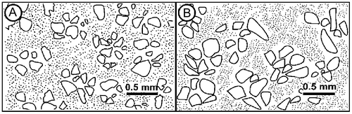 Figure 10. Both the wall of the outer (A) and the inner (B) tubes display distinct sub-pellets. While the sub-pellets of the outer tube wall are distinct and neatly organised, the sub-pellets of the inner tube wall are less well defined and less organised.