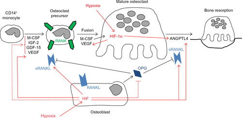 Figure 1 Cytokine-mediated effects of hypoxia on osteoclast differentiation and bone resorption activity.