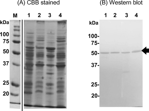 Figure 5. Detection of SH-Tth protein by Western blot. Cell-free extract was separated by ultra-centrifugation at 60,000×g for 60 min. Each fraction was loaded onto SDS-PAGE. Lane 1, supernatant (cytosolic/periplasmic fraction); lane 2, precipitate (total membrane fraction). Total membrane fraction (lane 2) was re-suspended and ultra-centrifuged again. Lane 3, supernatant following the second ultra-centrifugation step (membrane extracted proteins); Lane 4, precipitate following the second ultra-centrifugation step (washed total membrane fraction). Panel (A): SDS-PAGE gel stained by CBB. Panel (B): Western blot using polyclonal antibodies against recombinant SH-Tth. The procedures are described in Materials and methods section. Positive SH-Tth signals are indicated by the arrow. Lane M, molecular mass marker. Molecular masses are indicated on the left side of each panel.