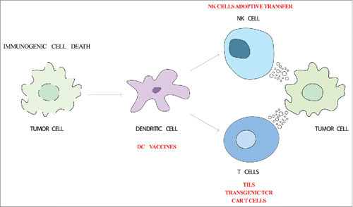 Figure 1. Cellular immunotherapy strategies. Cancer immune response starts with the release of tumor-associated antigens and danger signals by dying tumor cells (immunogenic cell death). Dendritic cells capture tumor-associated antigens and mature due to the detection of danger signals by pattern-recognition receptors. Upon migration to the lymph node, dendritic cells are able to trigger the effector antitumor response. Cytotoxic T lymphocytes and NK cells recognize and kill the tumor cells. Adoptive transfer of dendritic cells, T cells or NK cells are being used to boost this process.