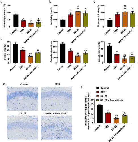 Figure 6. ERK1/2 signaling inhibitor U0126 aggravated depression-like behavior. (a) Sucrose preference detected by SPT when treated with U0126 (F = 28.4; n = 8). (b-c) The immobility time of mice detected by SFT and TST in different groups, respectively (F = 8.473/9.985/115.7/91.24/28.15; n = 8). (d) Total distance, the average speed, the central area, central distance and the central enter times between CRS and control group detected by OFT. (e) The morphology of hippocampal neurons in hippocampal CA3 area of CRS-induced mice treated with U0126 by Nissl staining, Bar = 100 μm. (f) The number of hippocampal neurons in hippocampal CA3 area of CRS-induced mice treated with U0126 calculated by Image J. CRS, chronic restraint stress (F = 257.4; n = 8). Statistical comparisons were performed using one-way ANOVA to perform comparation more than two groups. All data are presented as the mean ± SD; **p < 0.01, CRS group vs control group. ##p < 0.01, #p < 0.05, U0126 group vs CRS group; &&p < 0.01, &p < 0.05, U0126 and paeoniflorin group vs U0126 group