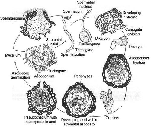 Figure 2. Process of sexual reproduction in Mycosphaerella graminicola.