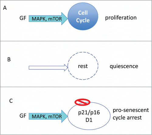 Figure 1. Proliferation versus arrest. (A) Proliferation: Growth factors (GF) activate MAPK and mTOR pathways, driving cell growth (in size) and cell cycle. Cellular growth is balanced by cell division. (B) Quiescence: In the absence of GF, cell growth and cycle are at rest. (C) Pro-senescent cycle arrest: When the cycle cycle is blocked by p21 or p16, the growth promoting pathway (MAPK/mTOR) causes growth in size (hypertrophy).