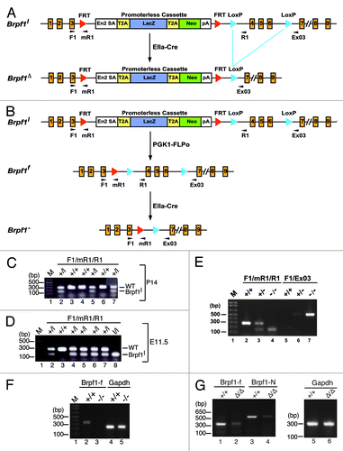 Figure 1. Analysis of the Brpf1l knock-in allele. (A) Schematic representation of the knock-in allele. Within the mutant locus, two FRT sites flank the promoterless LacZ-Neo cassette, which itself contains an En2 splicing acceptor (En2 SA) and two copies of the coding sequence for the porcine teschovirus-1 peptide 2A (T2A) ribosome-skipping signal along with a polyadenylation signal (pA). For Cre-mediated excision, LoxP sites are placed before and after exons 4–6 of the Brpf1 gene. Positions of the three primers used for genotyping are indicated with arrowheads. (B) Generation of the Brpf1-/ - mice. Brpf1l mice were crossed with PGK1-FLPo mice to remove the promoterless cassette and obtain the conditional Brpf1f allele. Through EIIa-Cre mediated recombination, the LoxP-flanked region spanning exons 4–6 was deleted to yield the Brpf1- allele. Mice heterozygous for the Brpf1- allele were mated to yield the mutant homozygotes. The genotyping primers were indicated with tiny arrowheads. (C) Representative genomic PCR analysis of a litter of six two-week old pups from the cross of a Brpf1l/+ heterozygote with a wild-type mouse. Primers Brpf1-F1, -mR1 and -R1, depicted as arrowheads in (A), were used to amplify the wild-type (227 bp) and Brpf1l (162 bp) alleles. According to the result, the litter contained 3 wild-type pups (lanes 3, 4, and 6) and 3 heterozygotes (lanes 2, 5, and 7). (D) Representative PCR genotyping of a litter of 7 embryos (E11.5) from the intercross between Brpf1l/+ male and female mice. The primers were the same as those used in (C). Based on the result, the litter contained one wild-type embryo (lane 3), 5 heterozygotes (lanes 2 and 4–7) and one homozygote (lane 8). (E) Primers Brpf1-F1, -mR1, and -R1 were used to detect the wild type (227 bp) and mutant (162 bp) alleles. Primers Brpf1-F1 and -ex03 were used to amplify the Brpf1- allele (460 bp). M, 100 bp DNA ladder. (F) RT-PCR analysis of Brpf1 mRNA from wild type and Brpf1−/− embryos at E9.5. A 339-bp fragment spanning the floxed exons was amplified to determine the efficiency of EIIa-Cre mediated excision. Gapdh was used as an internal control. (G) RT-PCR analysis of Brpf1 mRNA from wild type and Brpf1△/△embryos at E9.5. A 339-bp fragment spanning the floxed exons and a 577-bp fragment covering the coding sequence for the N-terminal portion of Brpf1 were amplified to determine the efficiency of the knockout-first strategy. Gapdh was used as the internal control.
