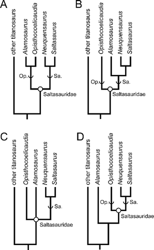 Figure 14. Hypotheses for the phylogenetic position of Alamosaurus sanjuanensis in previous cladistic analyses. A, Alamosaurus as the sister taxon to Opisthocoelicaudia, or on the stem lineage Opisthocoelicaudiinae (Sereno Citation1998; Curry Rogers Citation2005; Wilson Citation2002; Calvo et al. Citation2007a; González Riga et al. Citation2009; Zaher et al. Citation2011; González Riga & Ortiz David Citation2014); B, Alamosaurus as a member of stem lineage Saltasaurinae (Salgado et al. Citation1997; Calvo & González Riga Citation2003; González Riga Citation2003; Mannion et al. Citation2013; Saegusa & Ikeda Citation2014); C, Alamosaurus as a saltasaurid in a basal polytomy with Saltasaurinae and Opisthocoelicaudia (Lacovara et al. Citation2014); D, Alamosaurus as a lithostrotian titanosaur outside Saltasauridae (Upchurch Citation1998; Upchurch et al. Citation2004; Carballido et al. 2011; Carballido & Sander Citation2014; Poropat et al. Citation2015). Abbreviations: Op. = Opisthocoelicaudiinae; Sa. = Saltasaurinae.